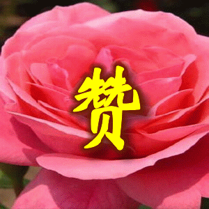 赞.gif