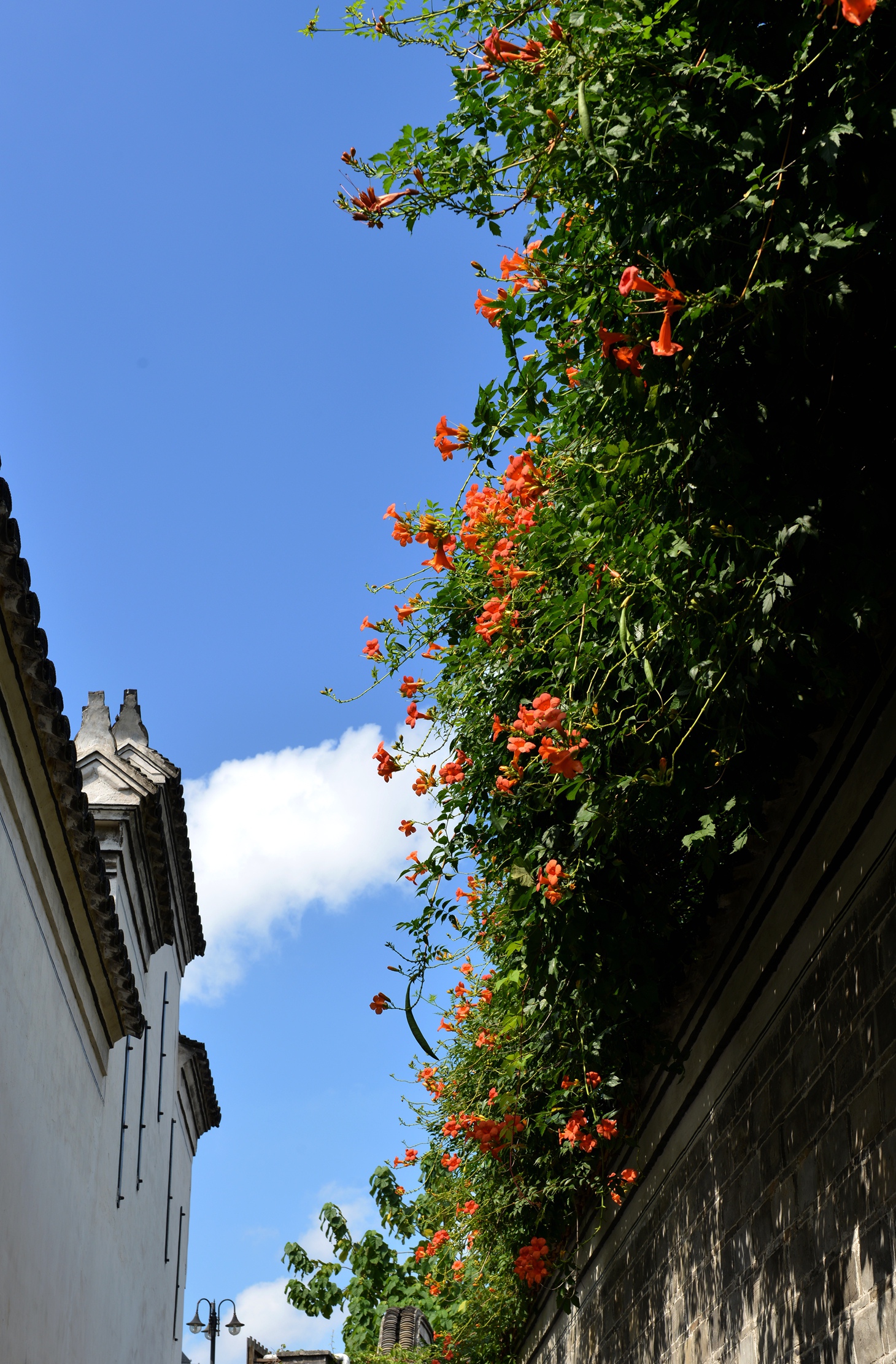 DSC_8982_副本.jpg