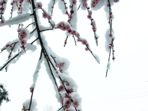 P1020726-1.jpg