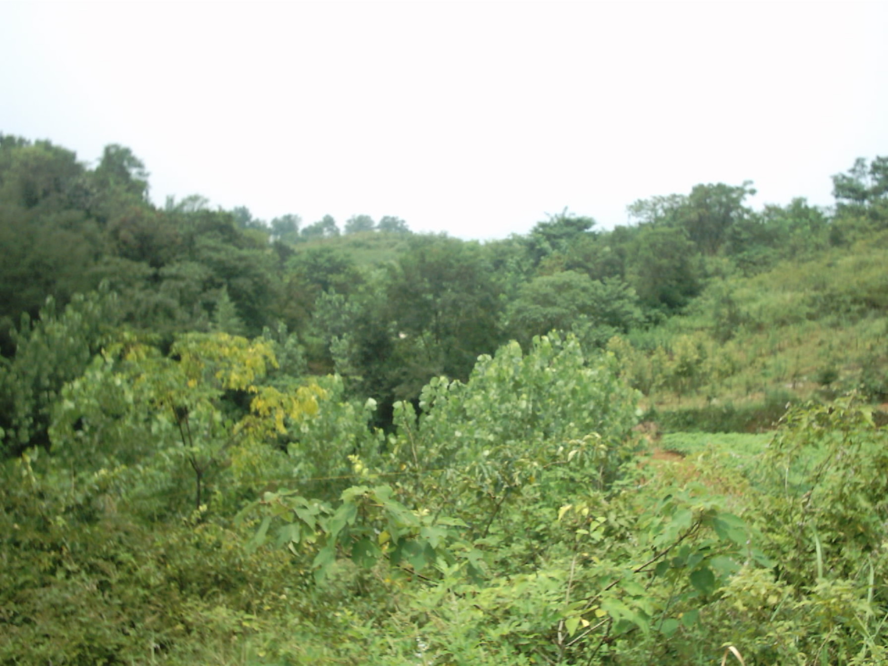 IMAGE0130.JPG.JPG