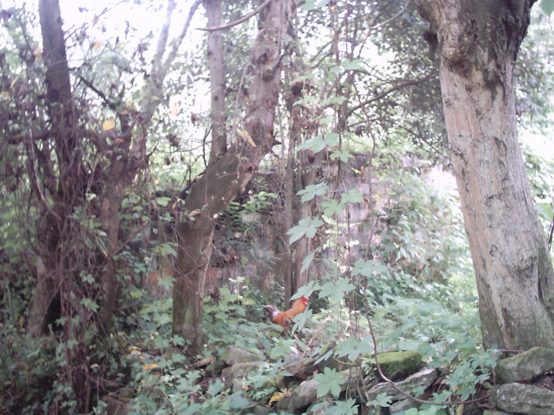 IMAGE0078.JPG.JPG
