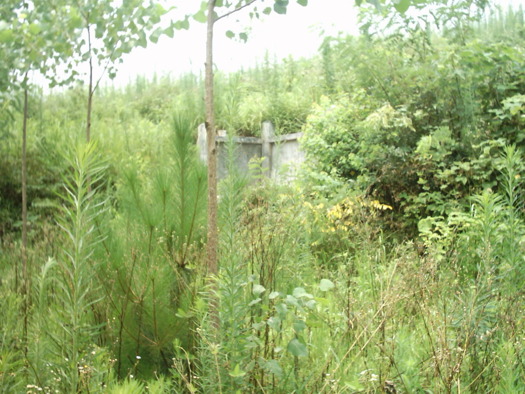 IMAGE0081.JPG.JPG