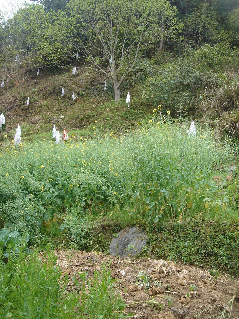DSC05324.JPG