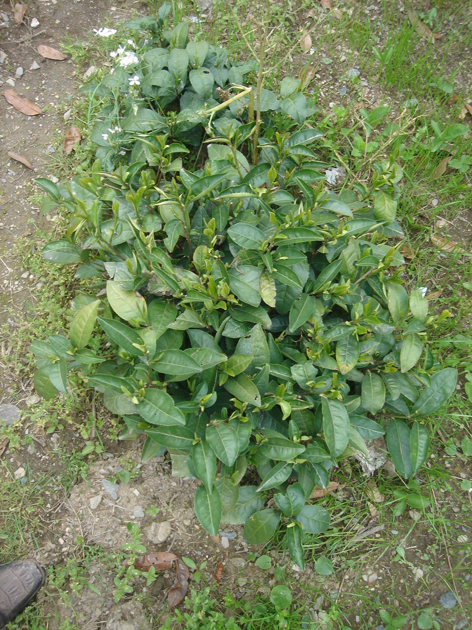DSC05284.JPG