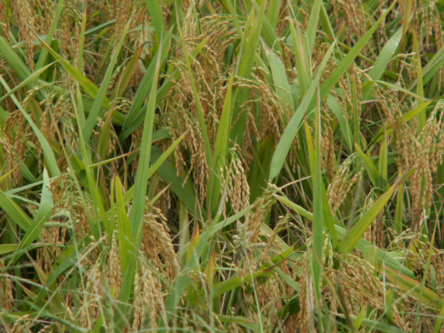 PICT0074.JPG