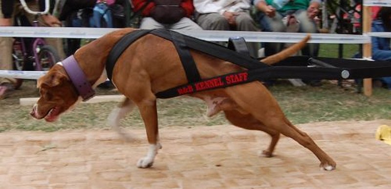 pit bull 06.jpg