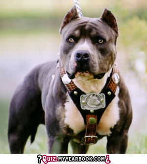 pit bull.jpg