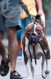 带着口套的pit bull.jpg