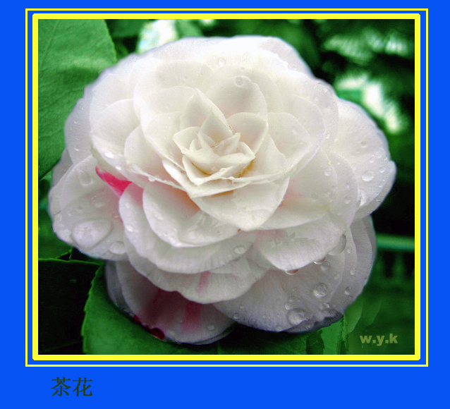 茶花.jpg