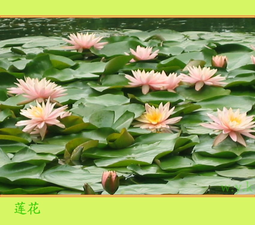 莲花.jpg