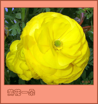 黄花一朵.jpg