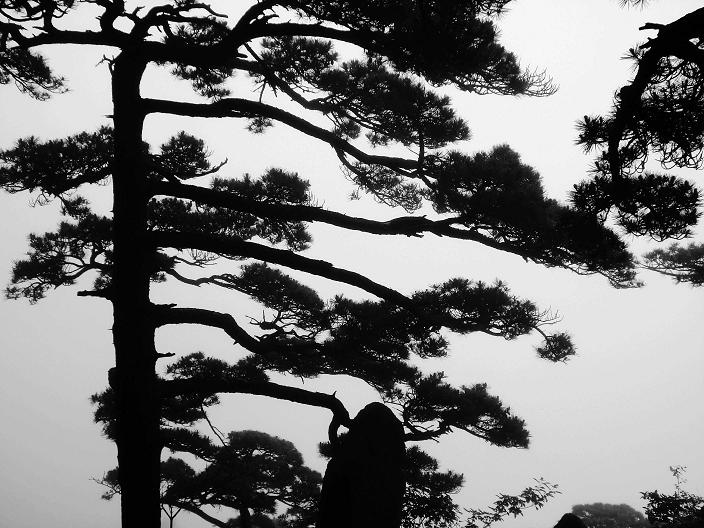 黄山松