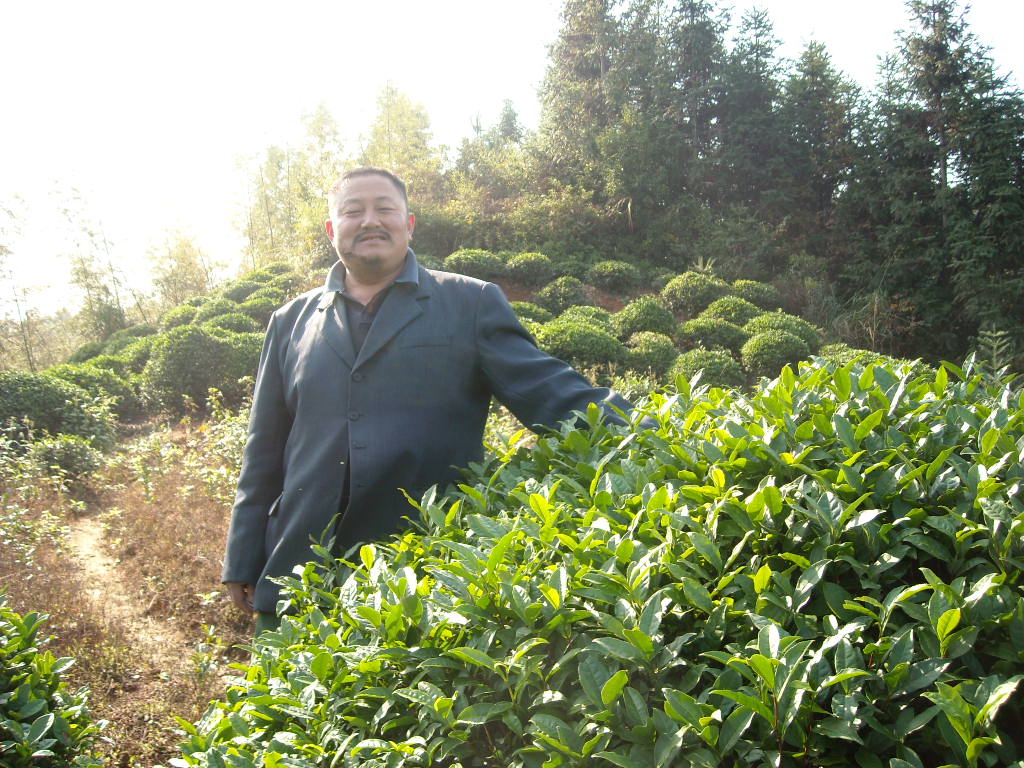 好大茶棵