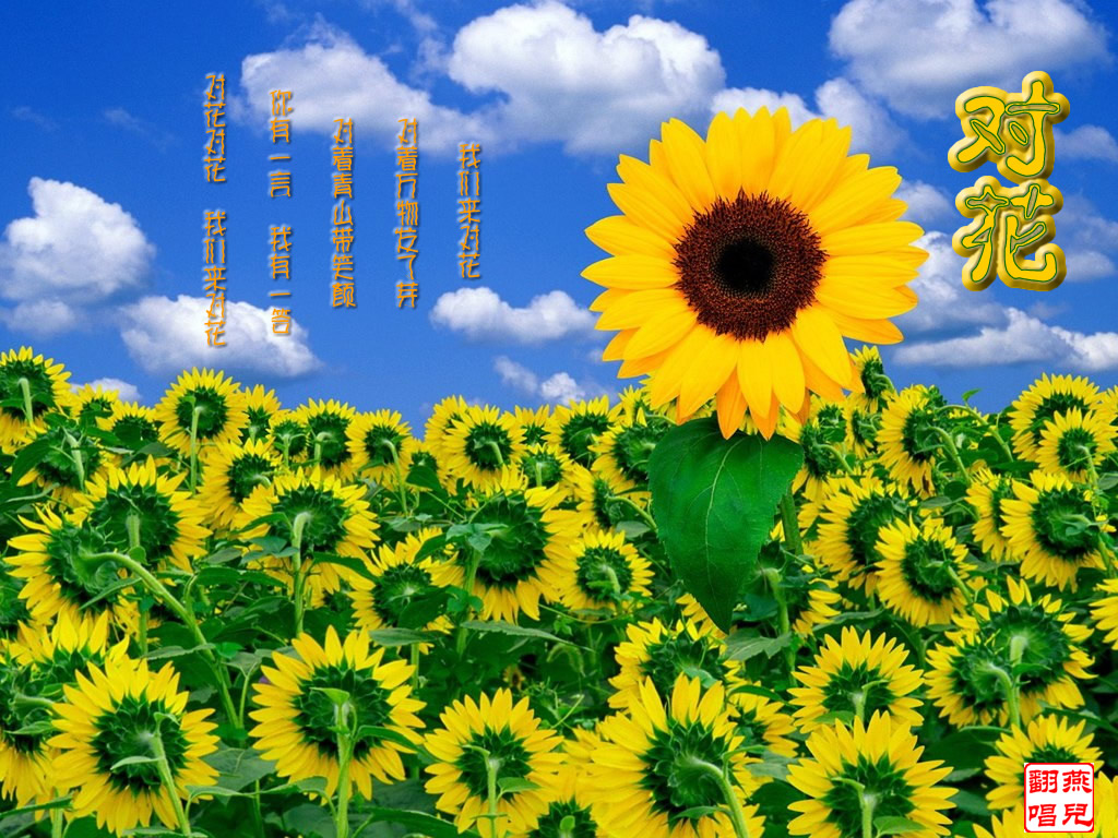 对花.jpg