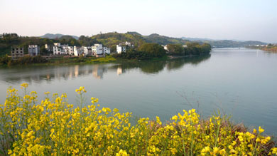花开新安1.jpg