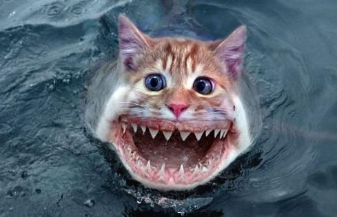 海猫.jpg