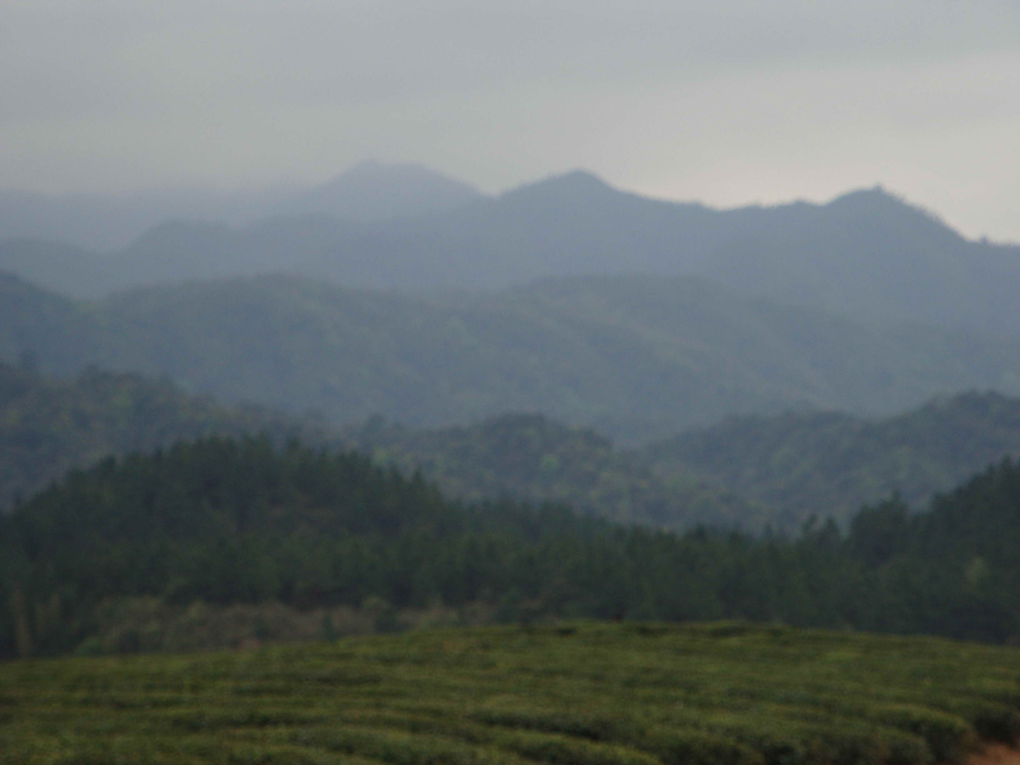 83茶地b.JPG
