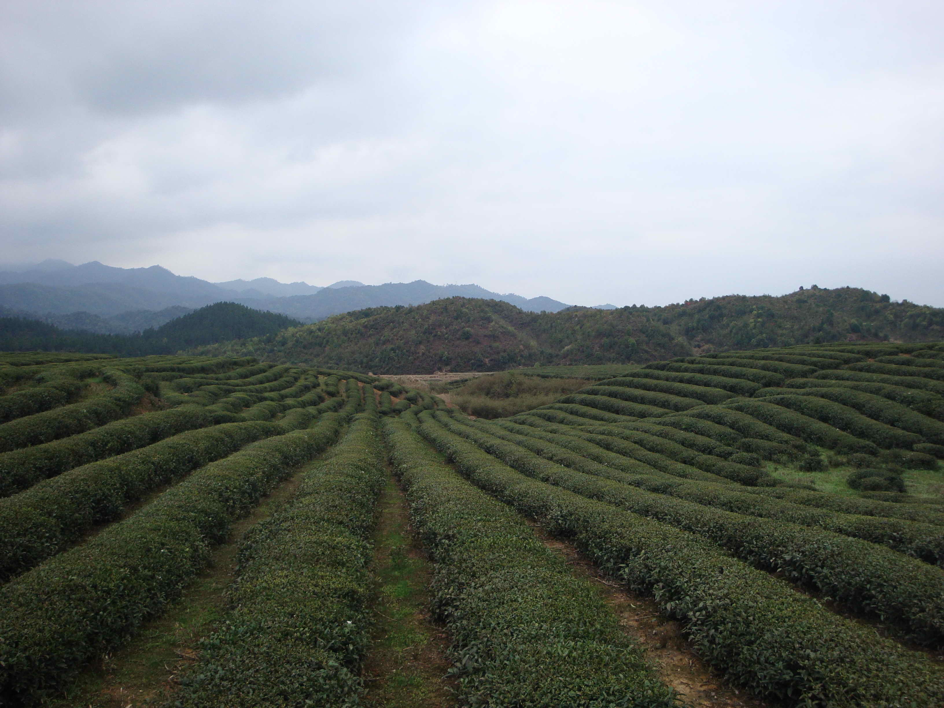 82茶地b.JPG