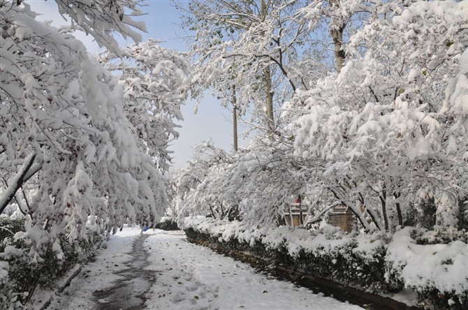 临清雪景1.jpg