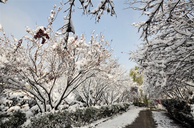 临清雪景2.jpg