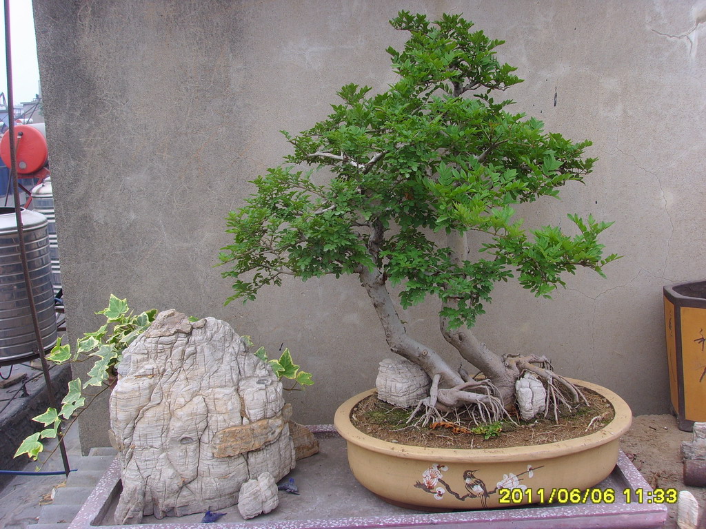 SSL26263.JPG