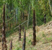 罗田山珍
