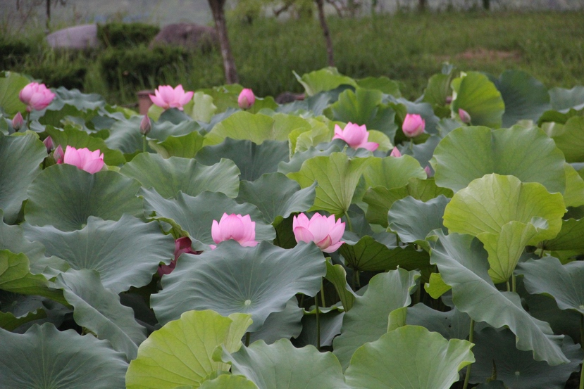 照片 004.jpg